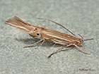  34.010 Cosmopterix lienigiella Copyright Martin Evans 