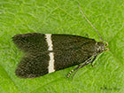  35.003 Aproaerema larseniella Copyright Martin Evans 