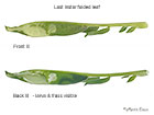  35.010 Aproaerema anthyllidella mature larva fold Copyright Martin Evans 