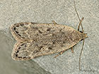  35.011 Anacampsis populella Copyright Martin Evans 