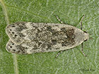  35.012 Anacampsis blattariella Copyright Martin Evans 