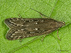  35.017 Neofaculta ericetella Copyright Martin Evans 