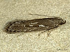  35.017 Neofaculta ericetella Copyright Martin Evans 