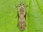  35.018 Hypatima rhomboidella Copyright Martin Evans 