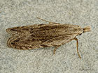  35.020 Anarsia spartiella Copyright Martin Evans 
