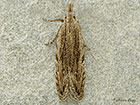  35.020 Anarsia spartiella Copyright Martin Evans 