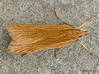  35.031 Helcystogramma rufescens Copyright Martin Evans 