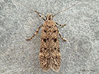  35.038 Bryotropha domestica Copyright Martin Evans 