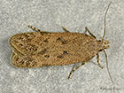  35.040 Bryotropha terrella Copyright Martin Evans 