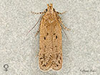  35.041 Bryotropha desertella female Copyright Martin Evans 