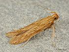  35.055 Metzneria aestivella Copyright Martin Evans 