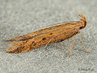  35.058 Metzneria metzneriella Copyright Martin Evans 