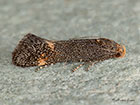  35.060 Apodia martinii Copyright Martin Evans 