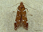  35.064 Argolamprotes micella Copyright Martin Evans 