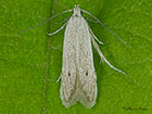  35.076 Monochroa suffusella Copyright Martin Evans 