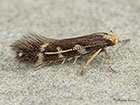  35.079 Oxypteryx wilkella Copyright Martin Evans 