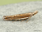 35.091 Sophronia semicostella Copyright Martin Evans 