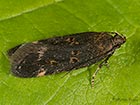  Mirificarma lentiginosella Copyright Martin Evans  