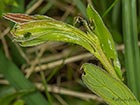  Mirificarma lentiginosella spinning Copyright Martin Evans 