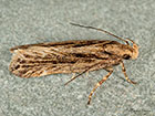  35.093 Mirificarma mulinella Copyright Martin Evans 