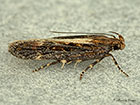  35.094 Aroga velocella Copyright Martin Evans 
