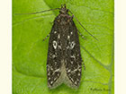  35.101 Gelechia sororculella Copyright Martin Evans 