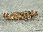  35.107 Psoricoptera gibbosella Copyright Martin Evans 