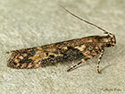  35.123 Scrobipalpa costella Copyright Martin Evans 