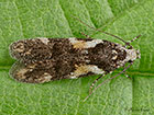 35.143 Teleiodes luculella Copyright Martin Evans 