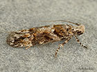  35.145 Neotelphusa sequax Copyright Martin Evans 