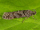  35.146 Teleiopsis diffinis Copyright Martin Evans 