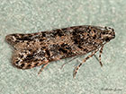  35.146 Teleiopsis diffinis Copyright Martin Evans 