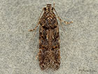  35.146 Teleiopsis diffinis Copyright Martin Evans 