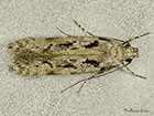  35.147 Carpatolechia decorella Copyright Martin Evans  