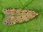  35.153 Pseudotelphusa paripunctella Copyright Martin Evans 