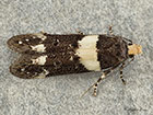  35.157 Recurvaria leucatella Copyright Martin Evans 