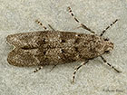  35.159 Exoteleia dodecella Copyright Martin Evans 