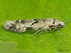  35.160 Stenolechia gemmella Copyright Martin Evans 