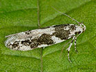  35.161 Parachronistis albiceps Copyright Martin Evans 