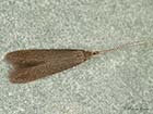  37.015 Coleophora serratella Copyright Martin Evans 