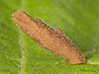  37.015 Coleophora serratella case Copyright Martin Evans 