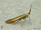  37.033 Coleophora trifolii Large Clover Case-bearer female Copyright Martin Evans 
