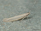  37.073 Coleophora alticolella Copyright Martin Evans 
