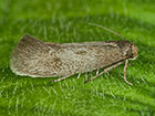  38.001 Perittia obscurepunctella Copyright Martin Evans 