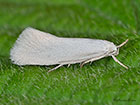  38.004 Elachista argentella Copyright Martin Evans 