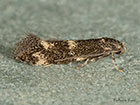  38.025 Elachista atricomella Copyright Martin Evans 