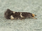  38.029 Elachista luticomella Copyright Martin Evans 