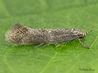  38.037 Elachista canapennella Copyright Martin Evans 