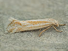  38.038 Elachista rufocinerea Copyright Martin Evans 