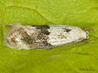  38.039 Elachista maculicerusella Copyright Martin Evans 